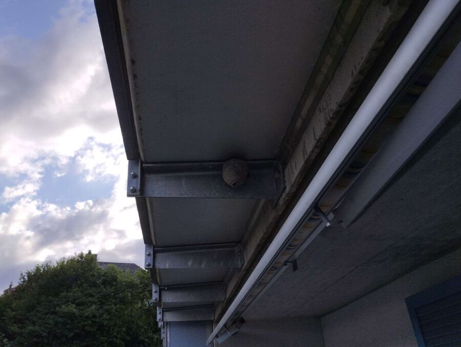 Relocate bees & remove bee nest