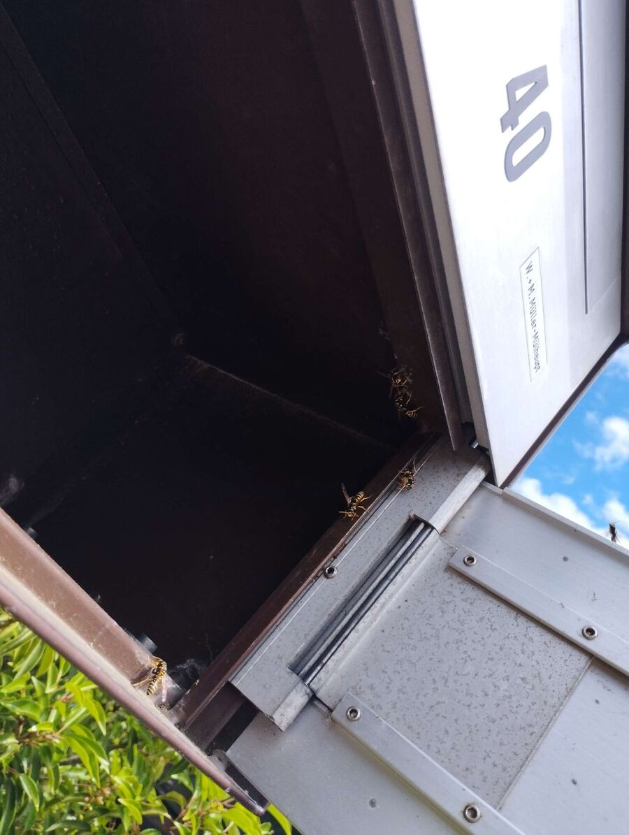 Bee nest at the house remove