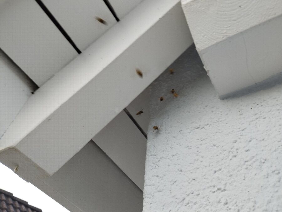 Bee nest at the house remove