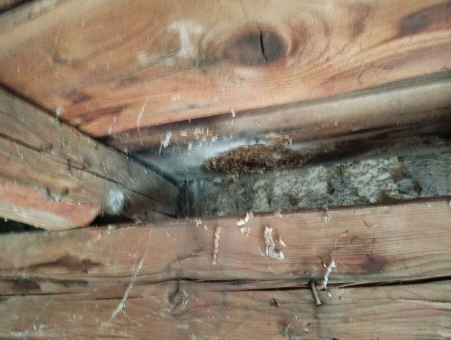 Relocate bees & remove bee nest