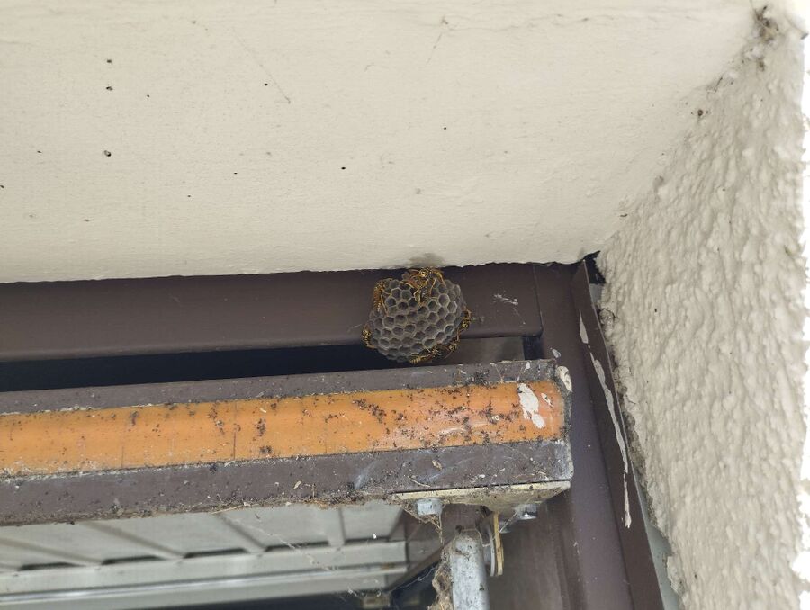 Bee nest at the house remove