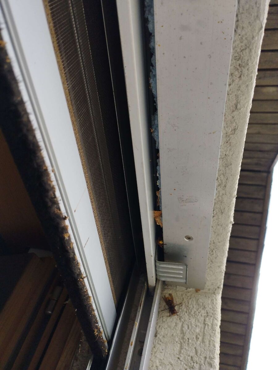 Bee nest at the house remove