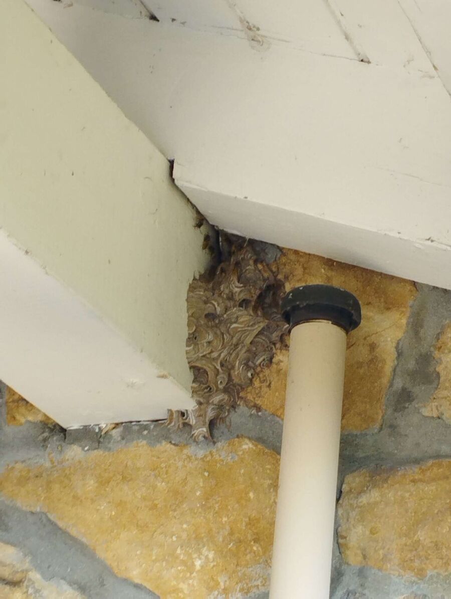 Relocate bees & remove bee nest