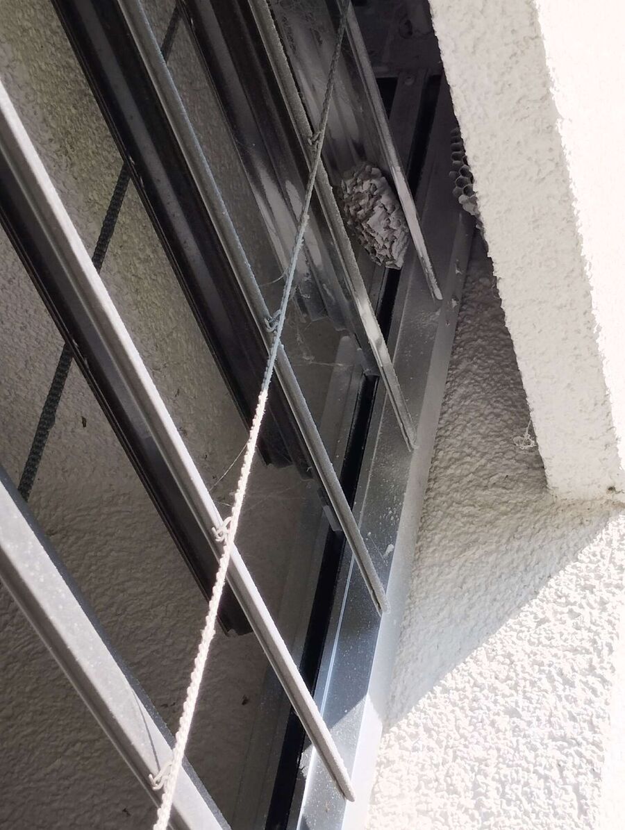 Bee nest at the house remove