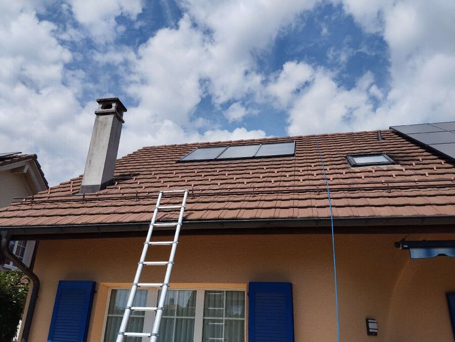 Relocate bees & remove bee nest