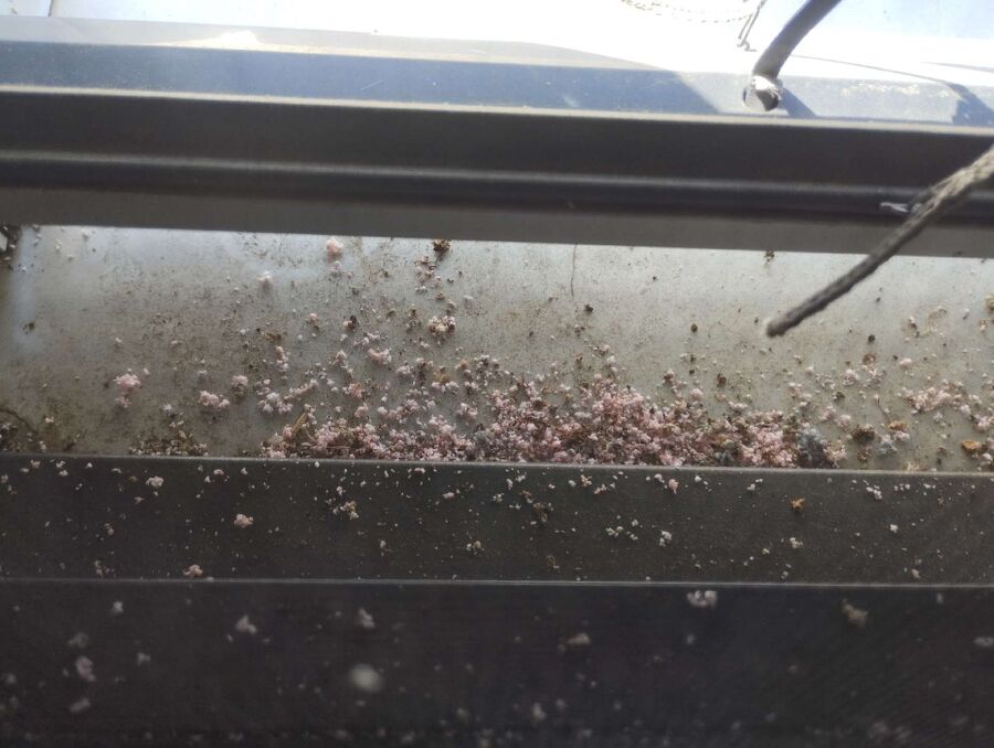 Bee nest at the house remove