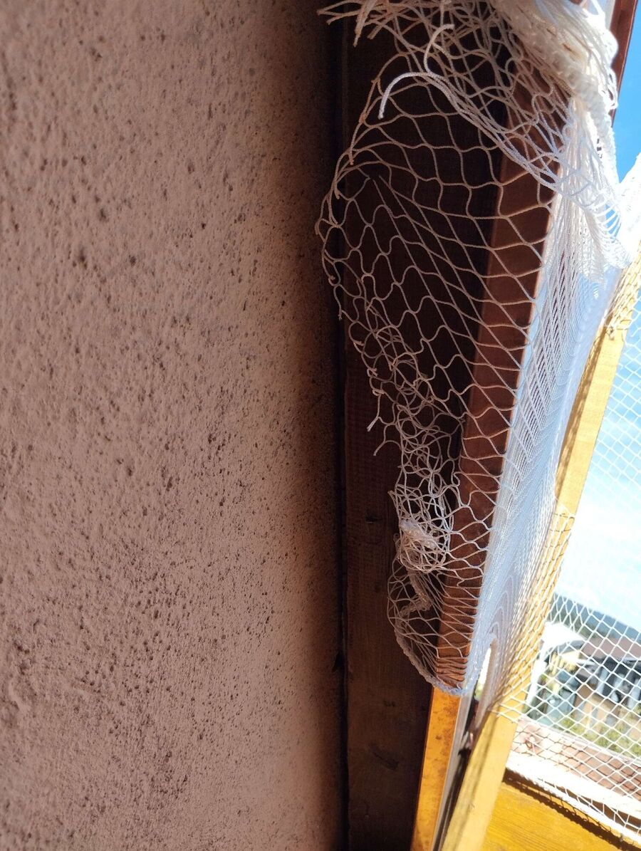 Relocate bees & remove bee nest