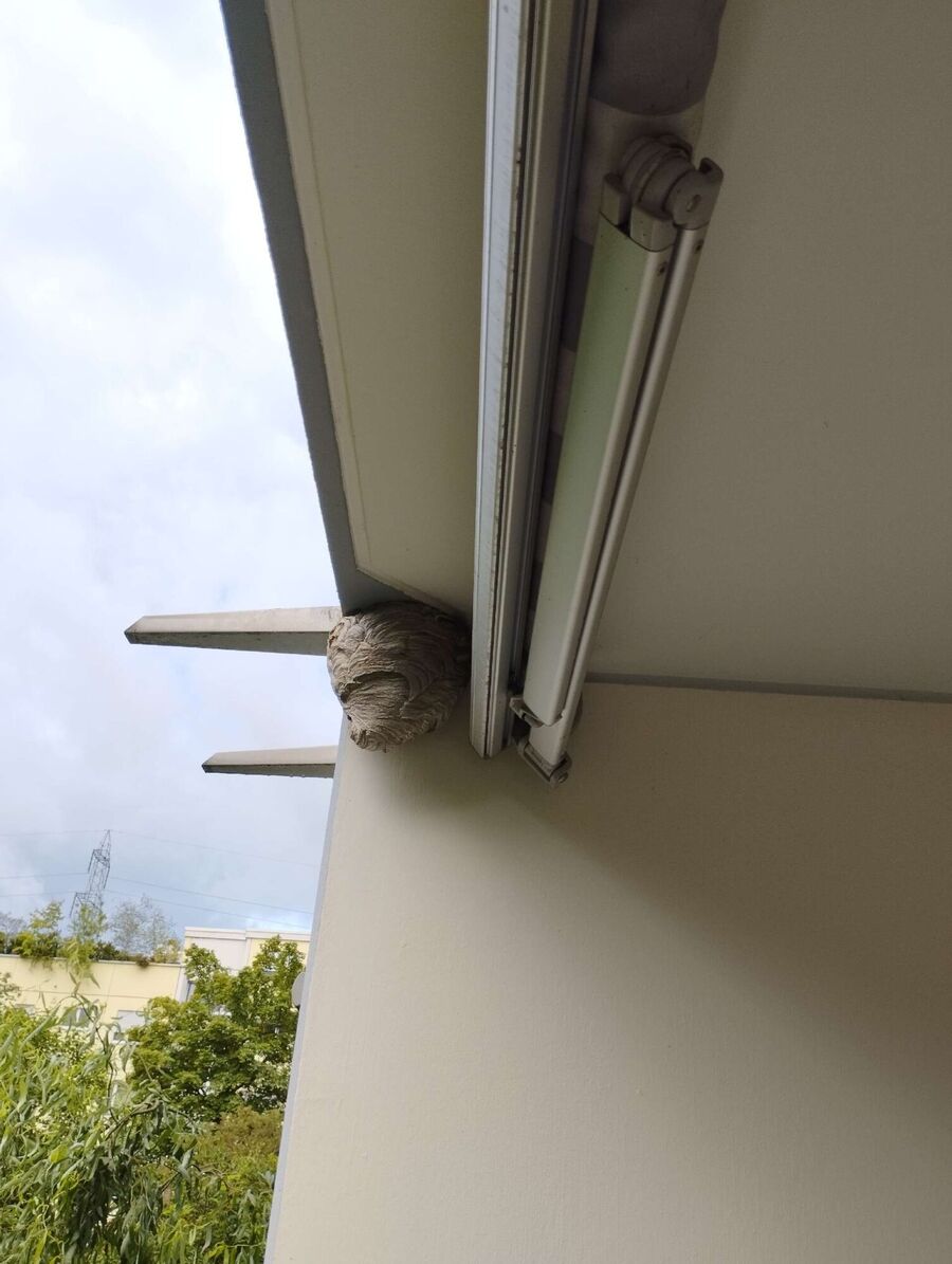 Relocate bees & remove bee nest