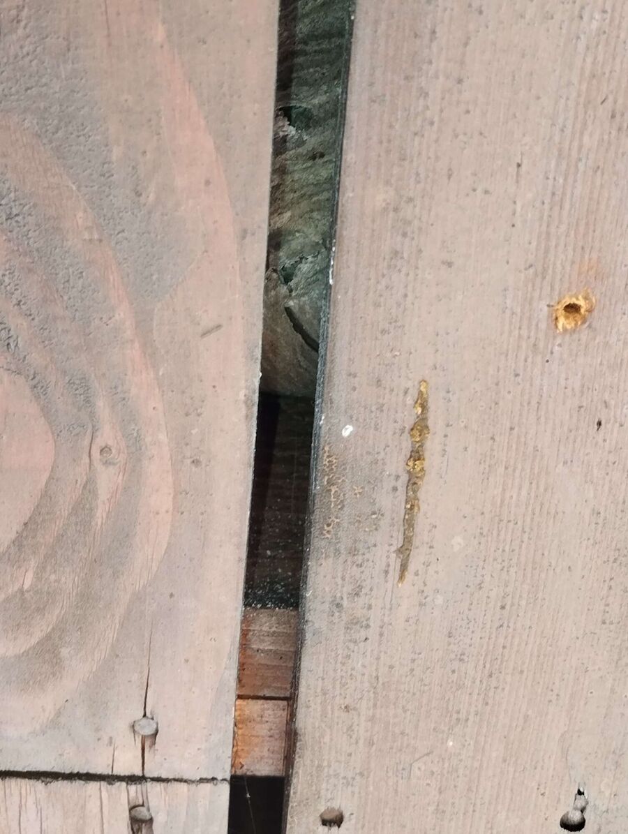 Relocate bees & remove bee nest