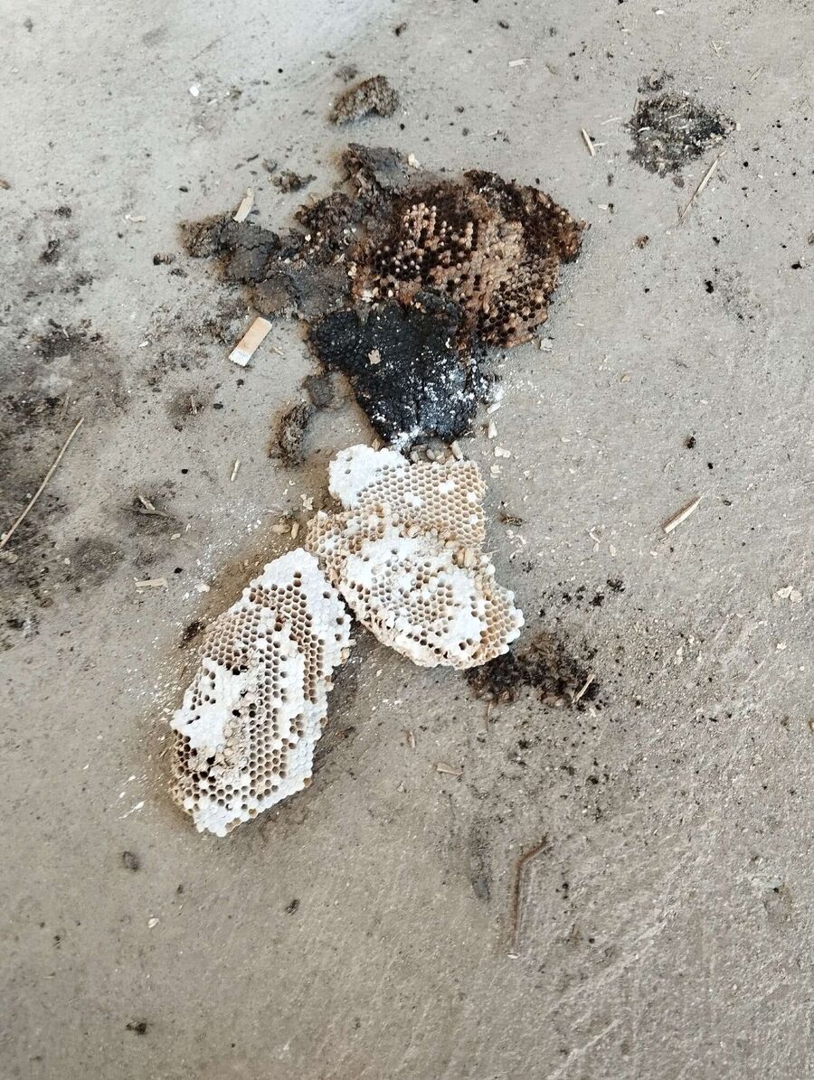 Bee nest at the house remove