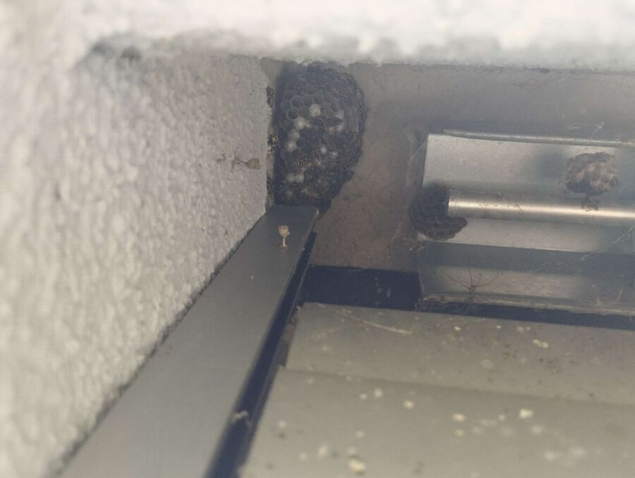 Bee nest at the house remove
