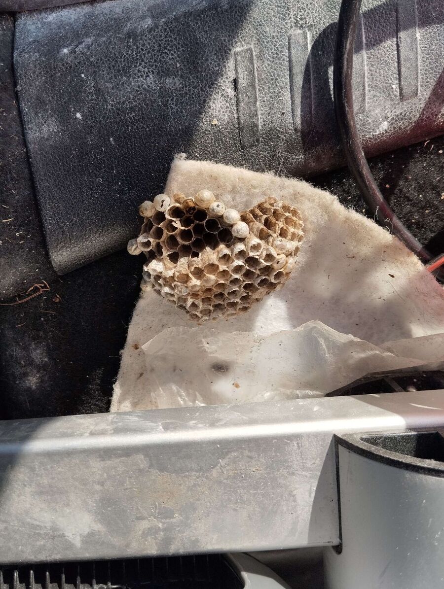 Bee nest at the house remove