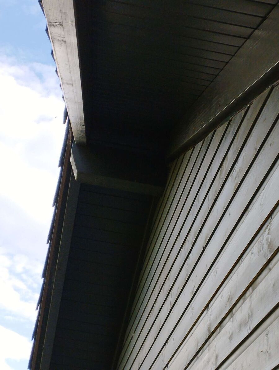 Relocate bees & remove bee nest