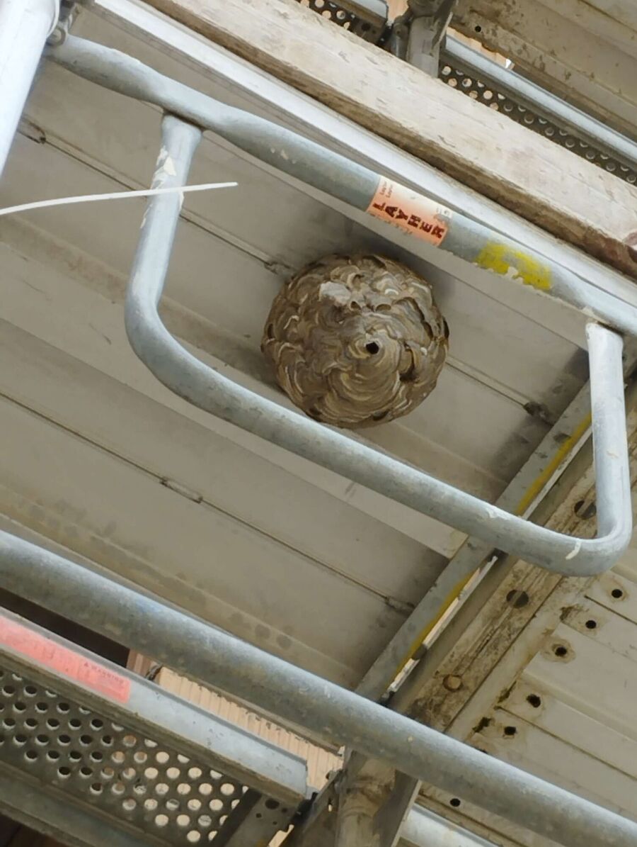 Bee nest at the house remove