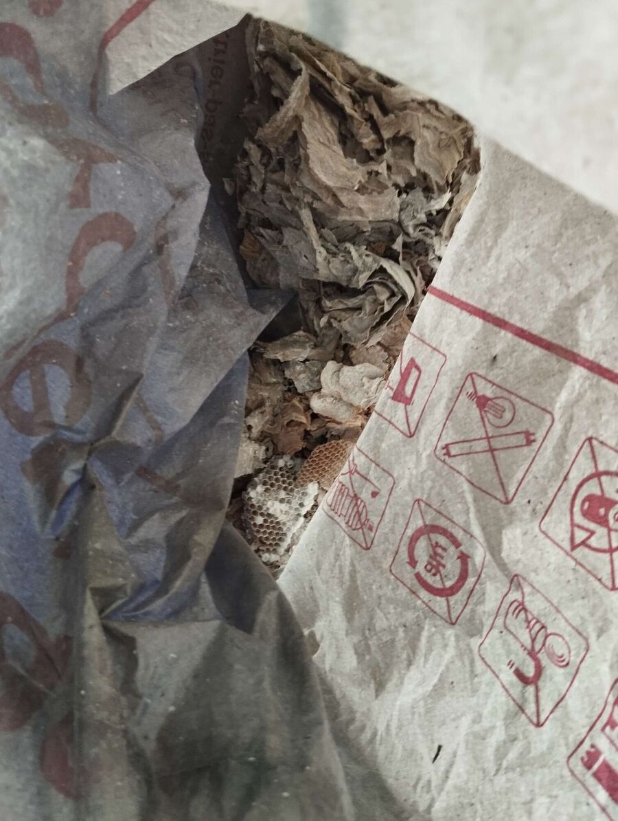 Bee nest at the house remove