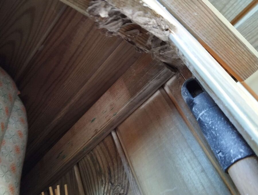 Relocate bees & remove bee nest