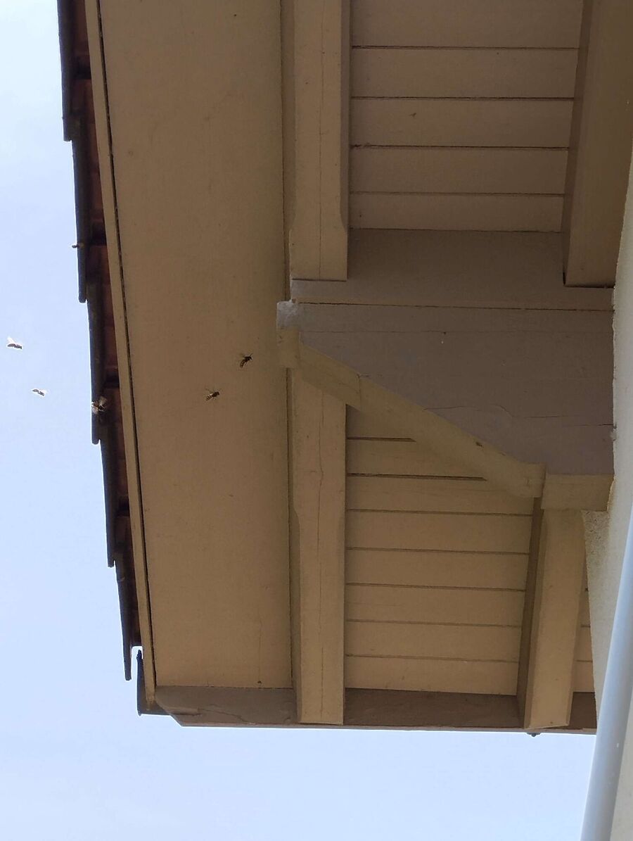 Bee nest at the house remove
