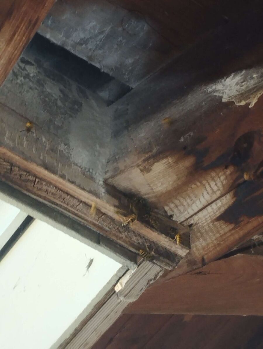 Remove bee nest