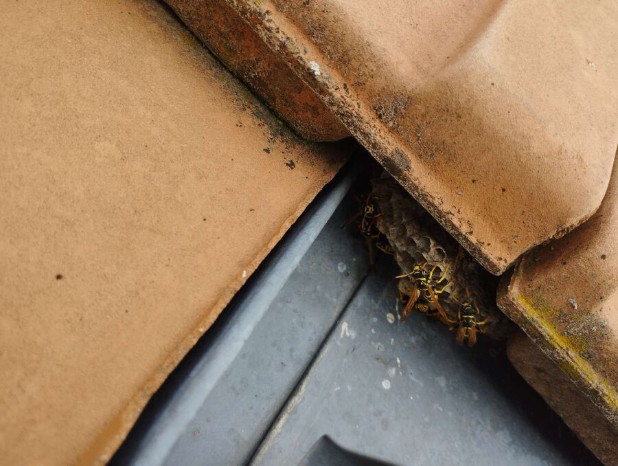 Relocate bees & remove bee nest