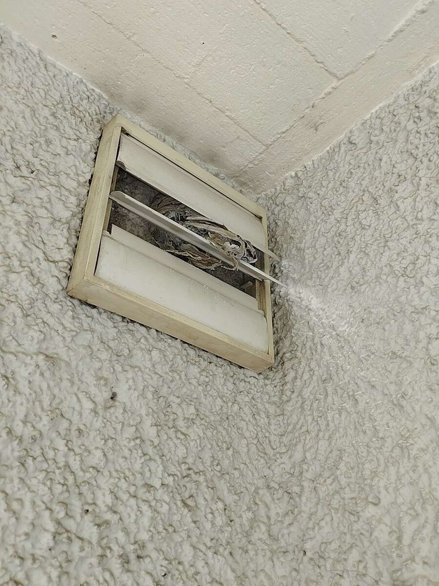 Bee nest at the house remove