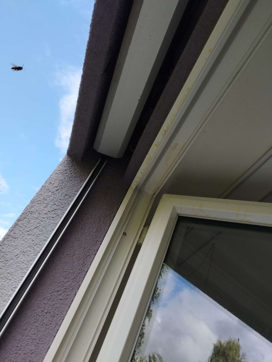 Bee nest at the house remove