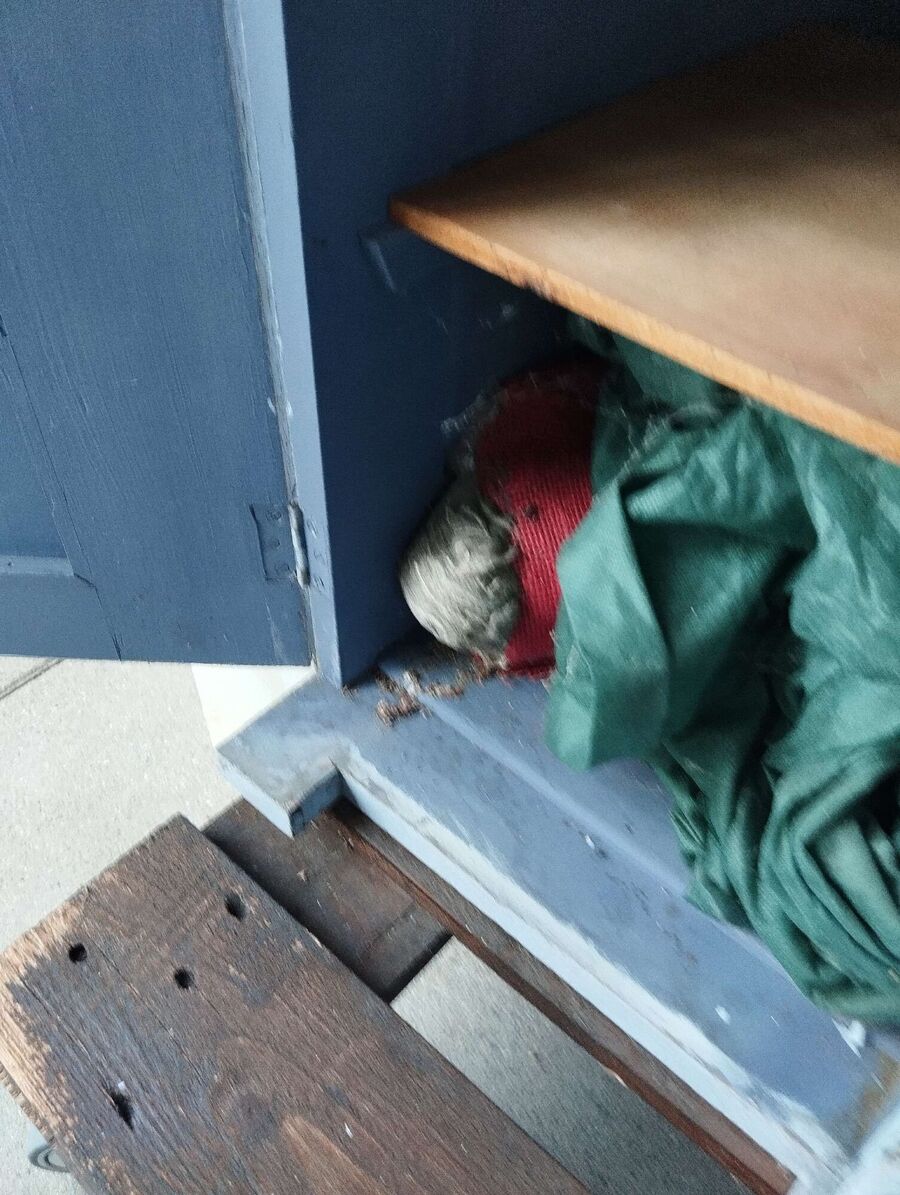 Bee nest at the house remove