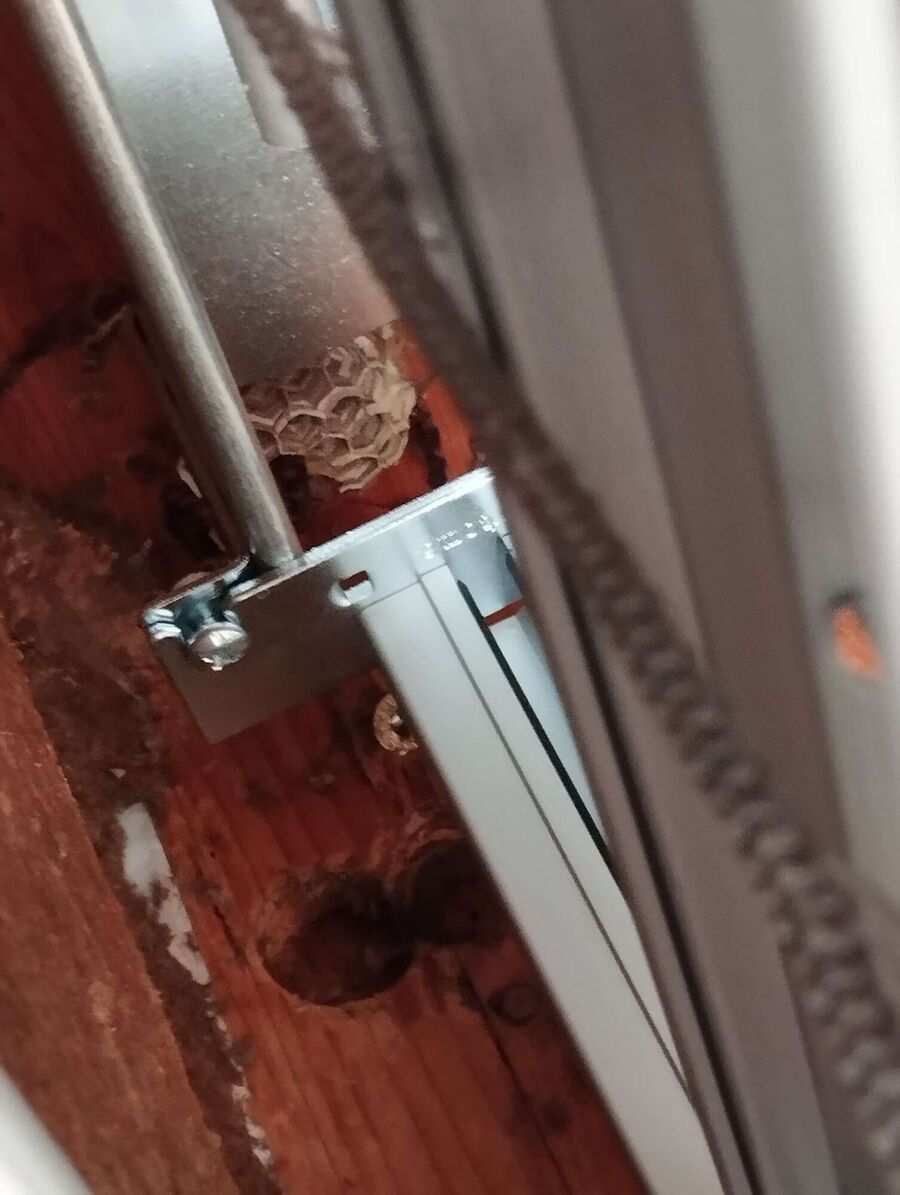 Bee nest at the house remove