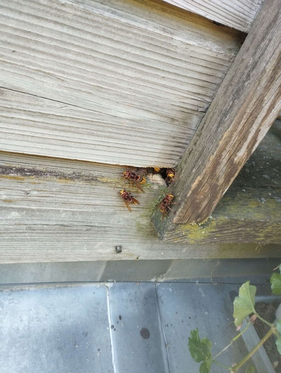 Remove bee nest