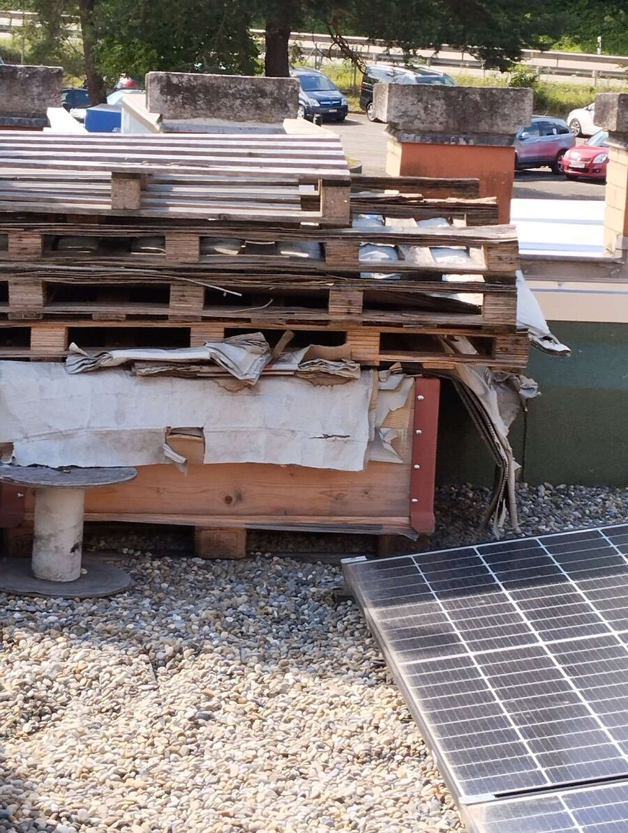 Bee nest at the house remove