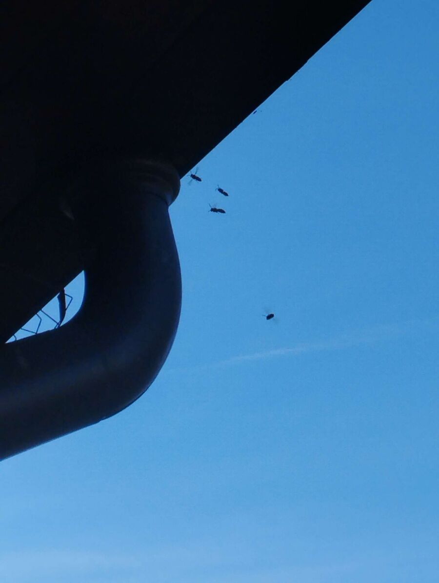 Relocate bees & remove bee nest