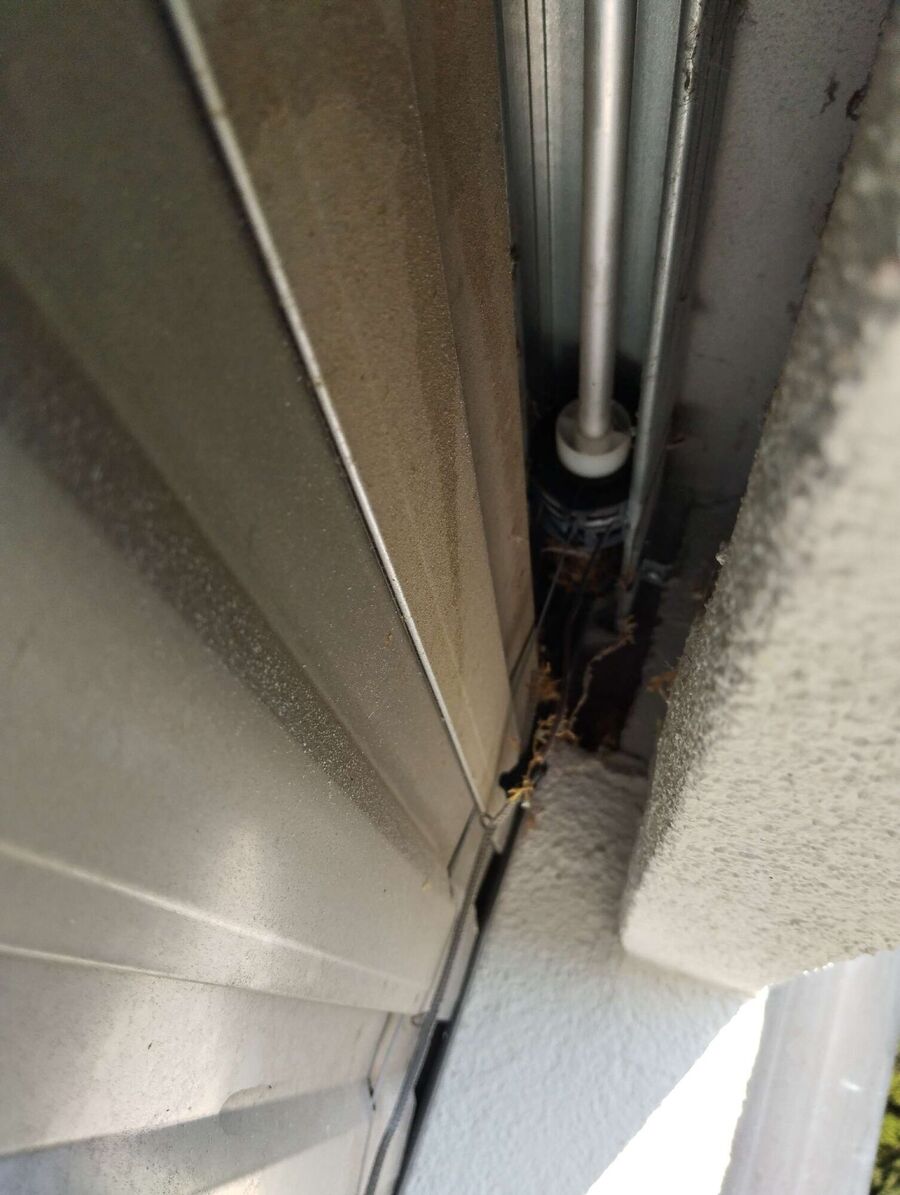 Relocate bees & remove bee nest