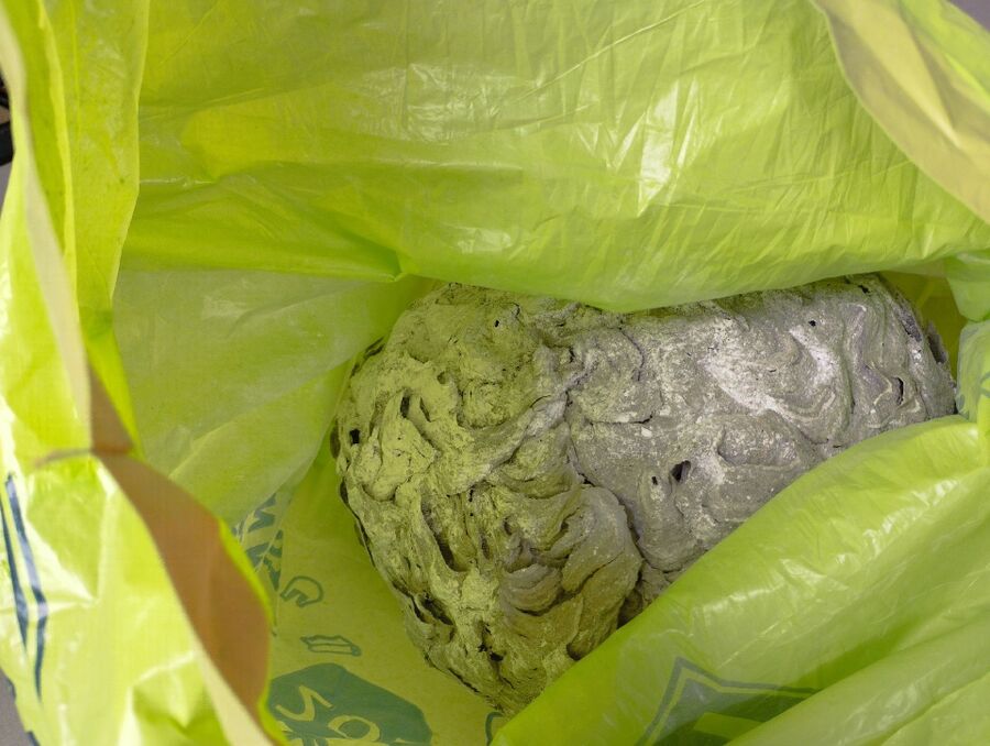 Relocate bees & remove bee nest