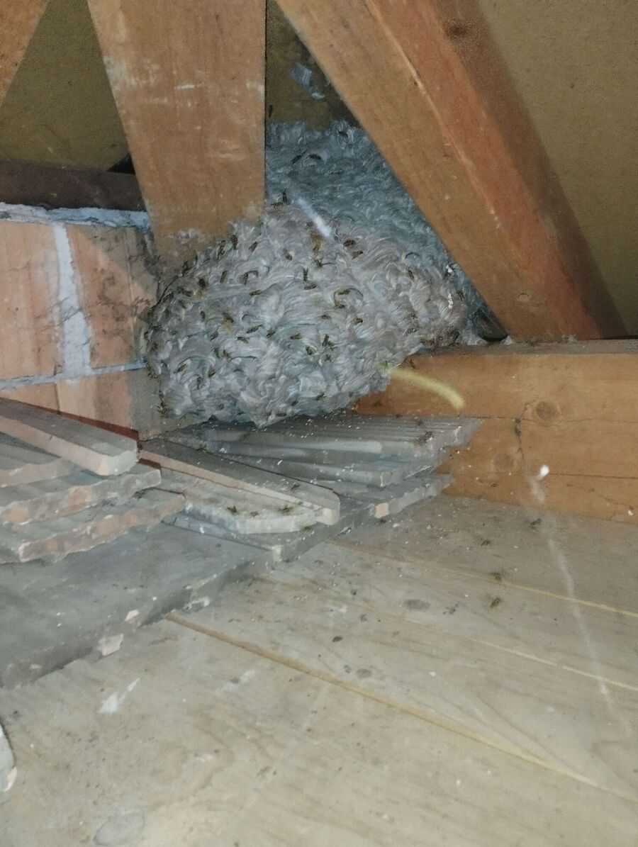 Relocate bees & remove bee nest