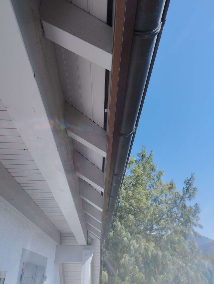 Relocate bees & remove bee nest