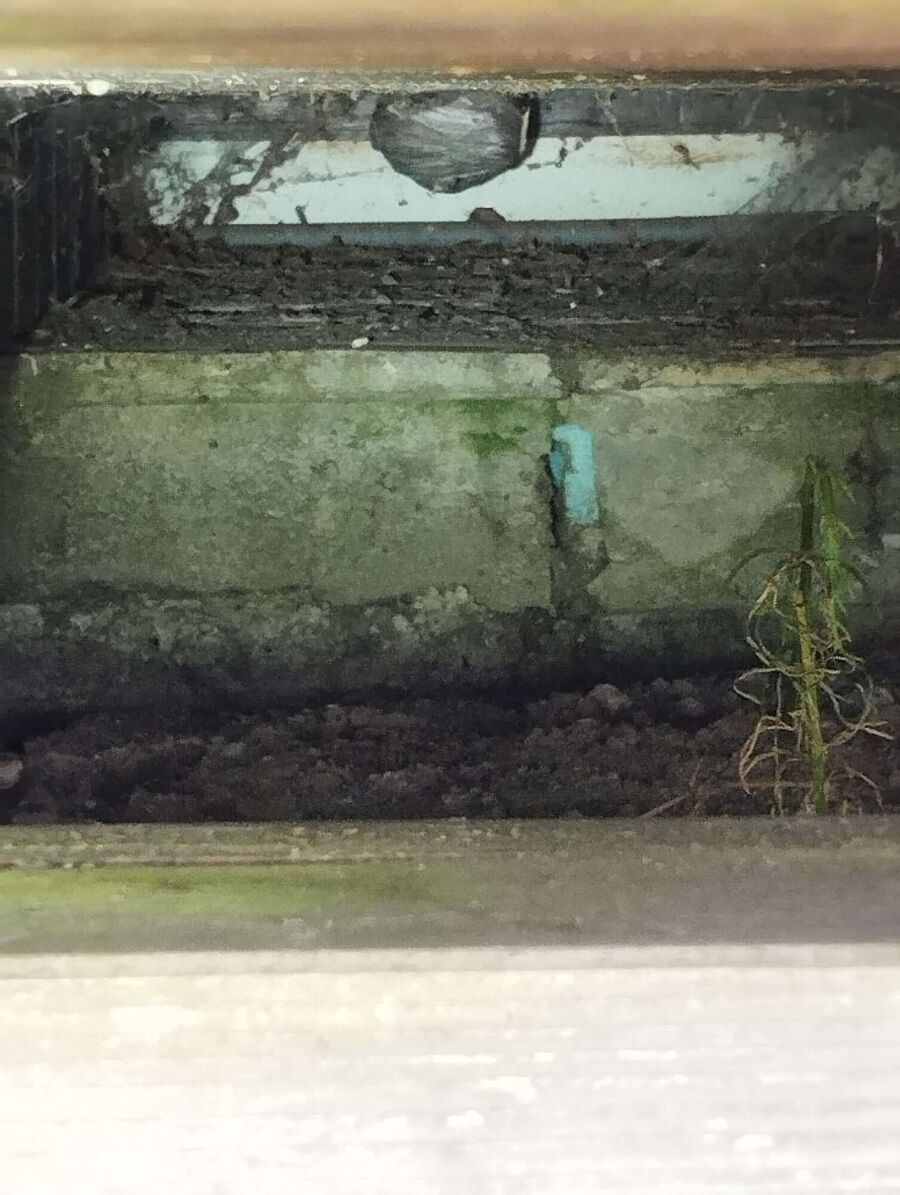 Relocate bees & remove bee nest