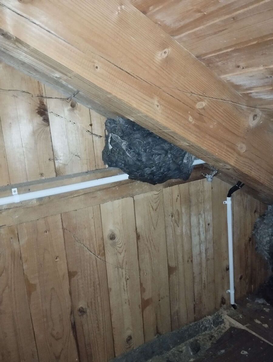 Bee nest at the house remove