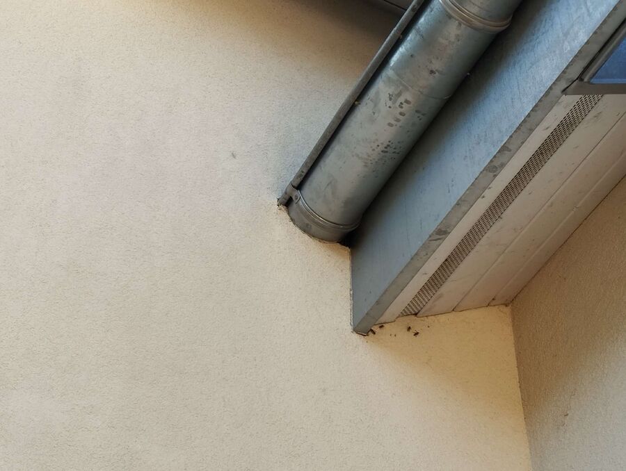 Bee nest at the house remove