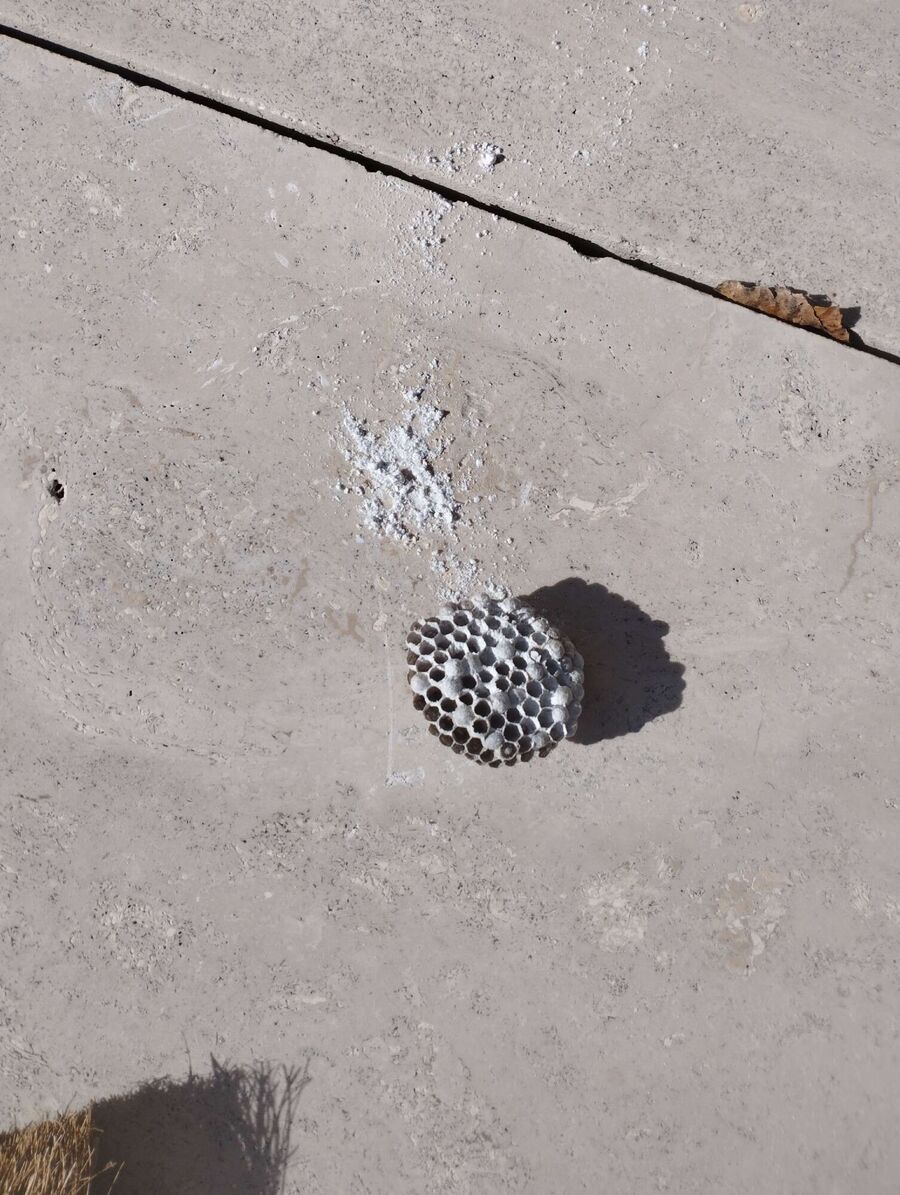 Bee nest at the house remove