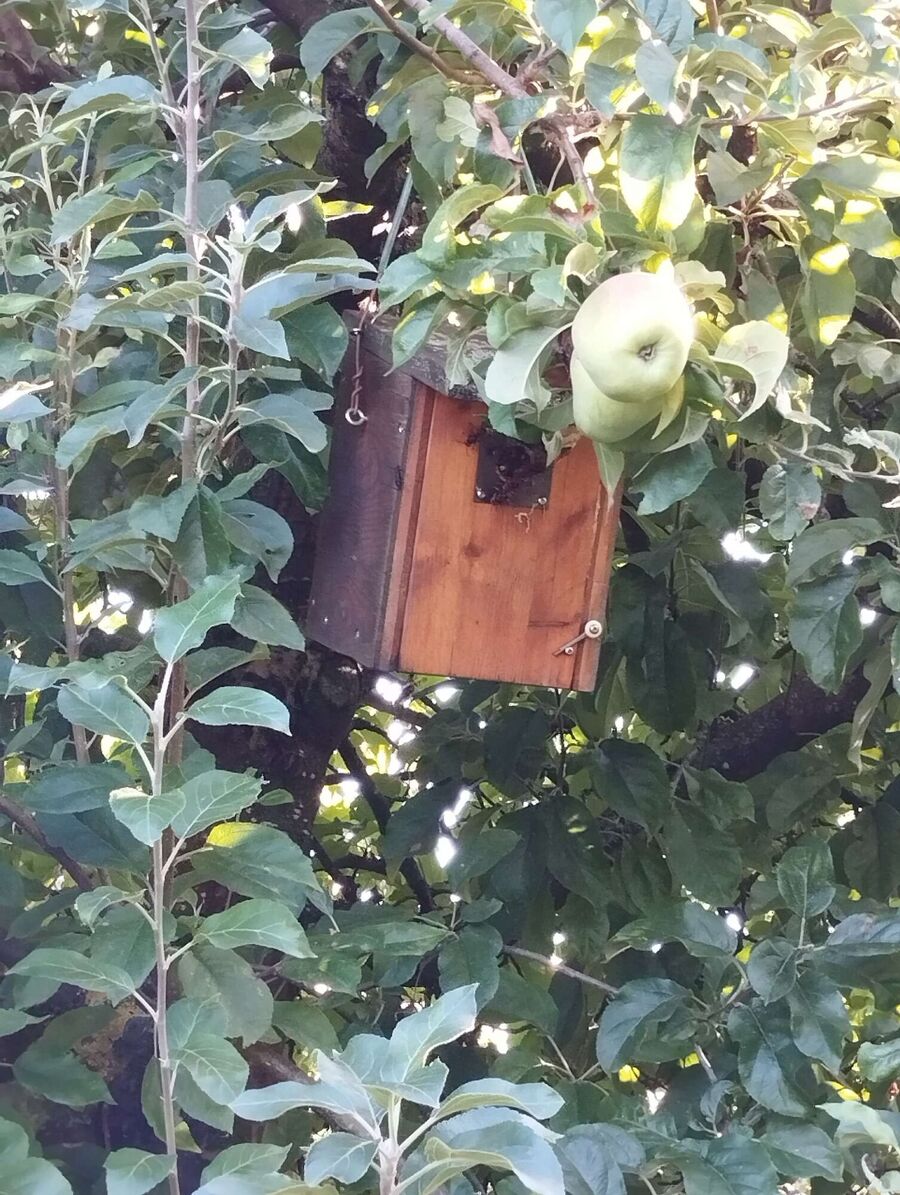 Bee nest at the house remove