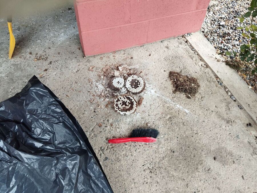 Relocate bees & remove bee nest