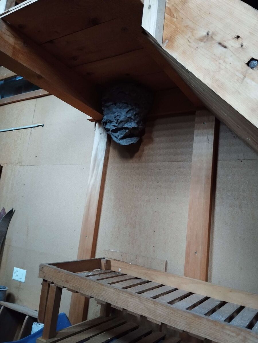 Bee nest at the house remove