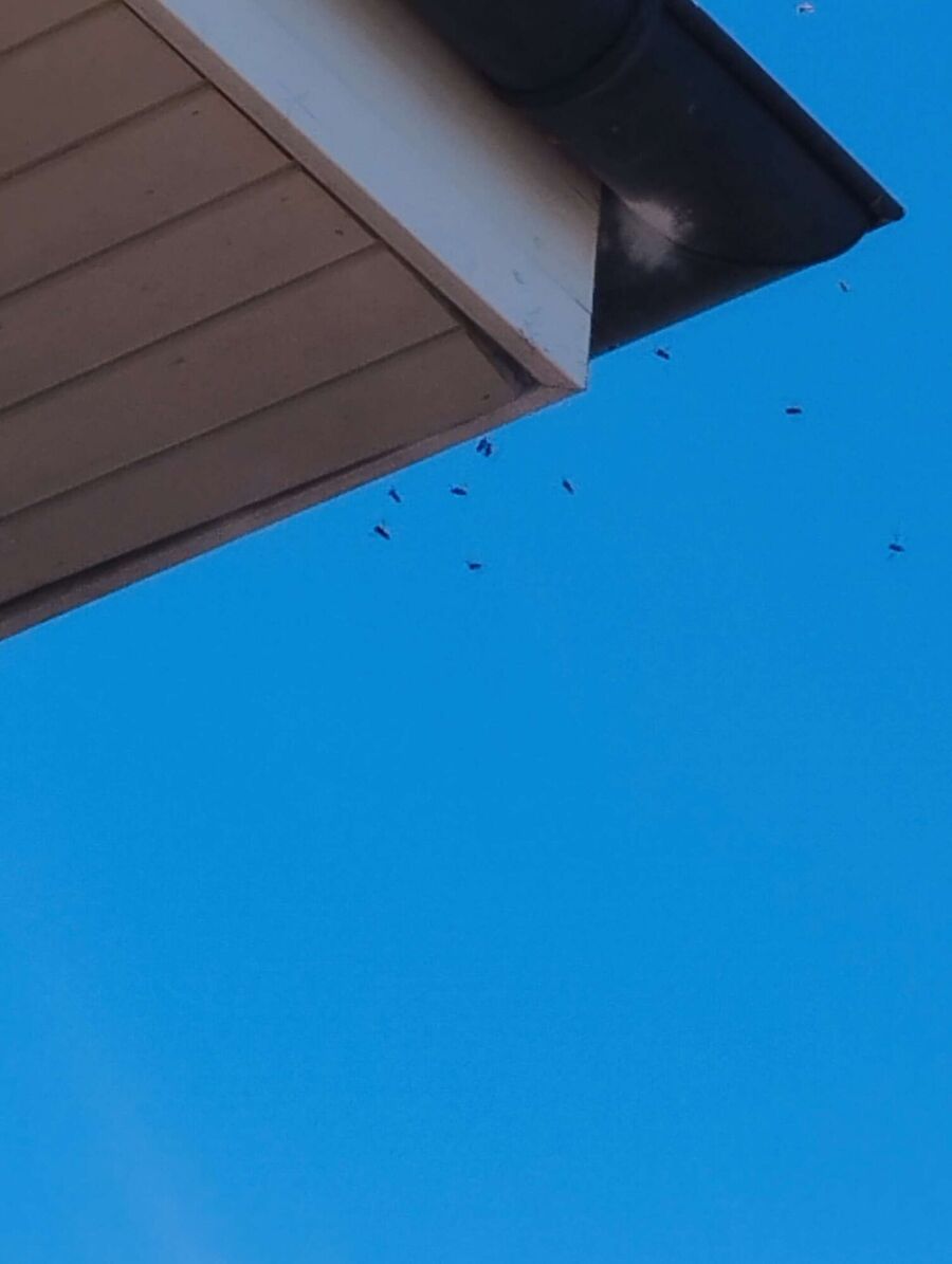 Relocate bees & remove bee nest