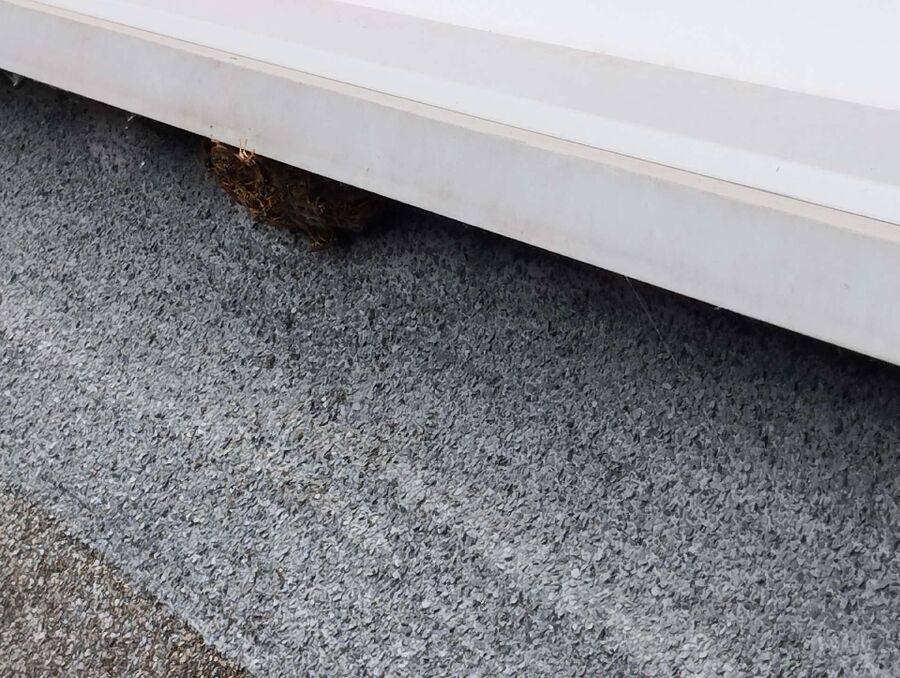 Bee nest at the house remove