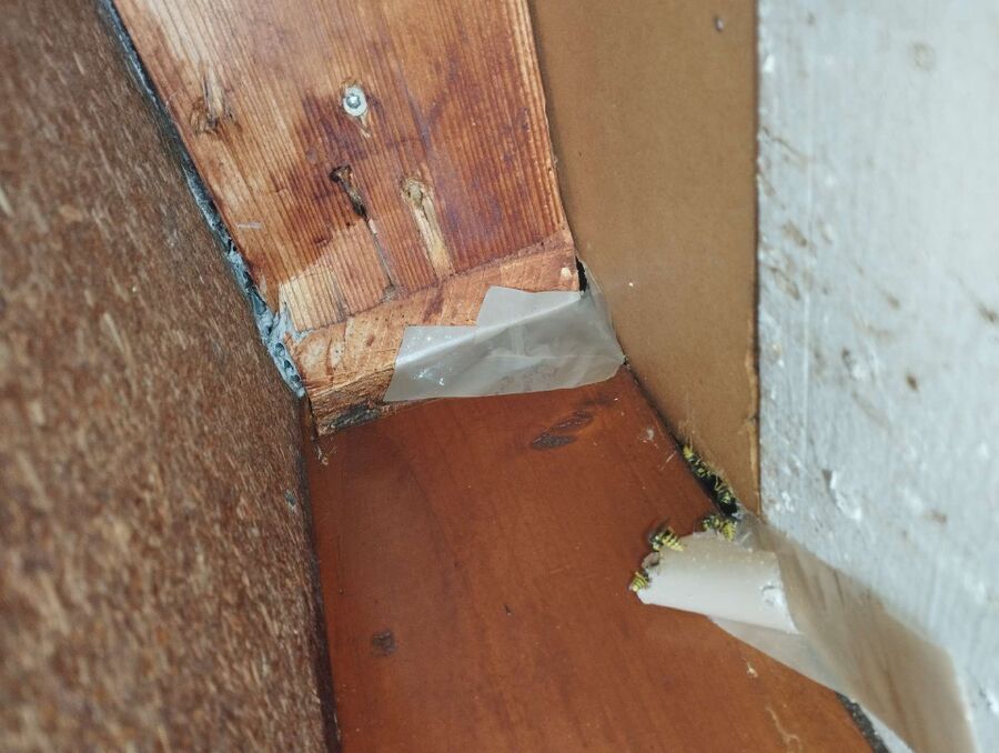 Relocate bees & remove bee nest