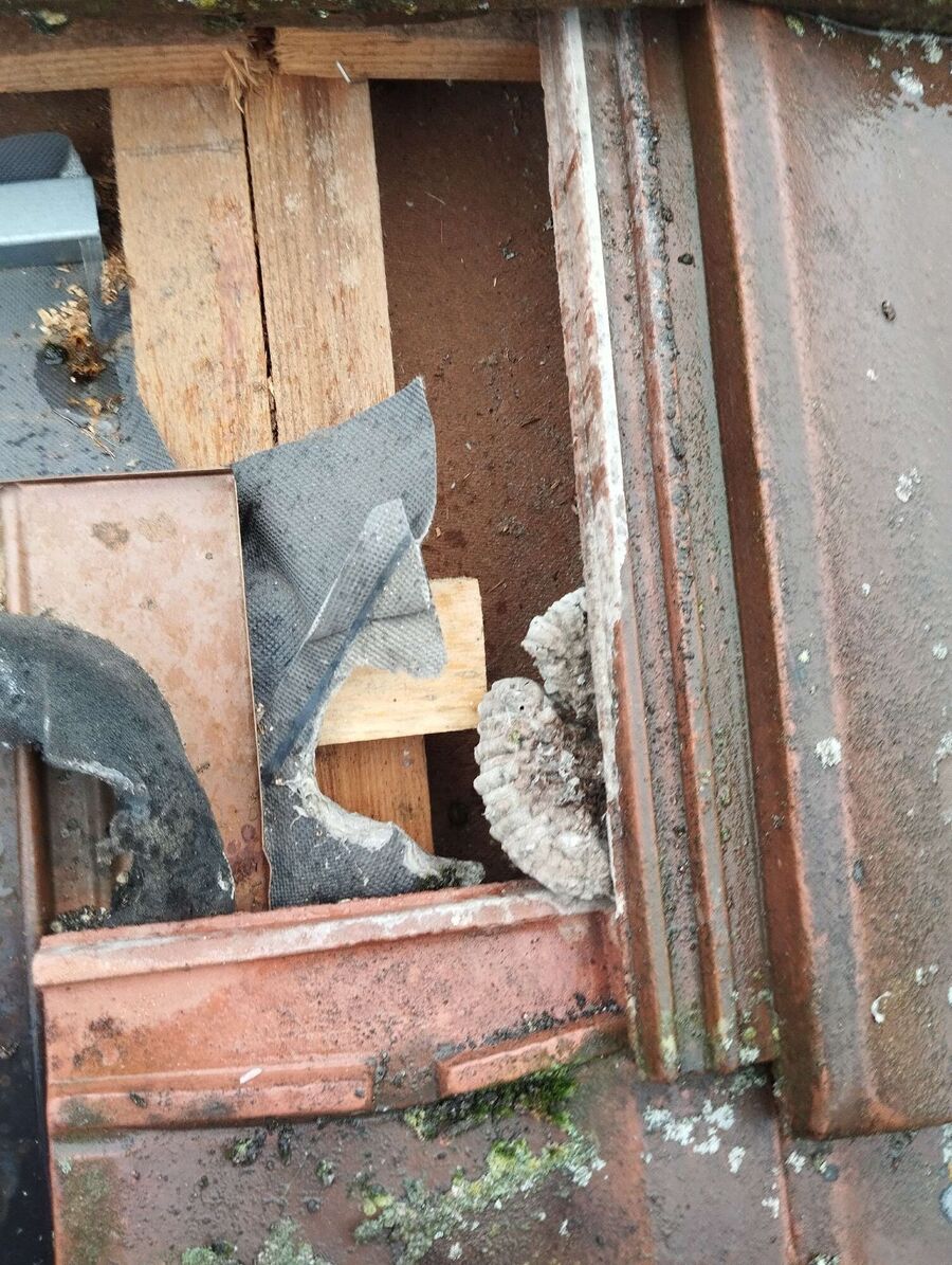 Relocate bees & remove bee nest