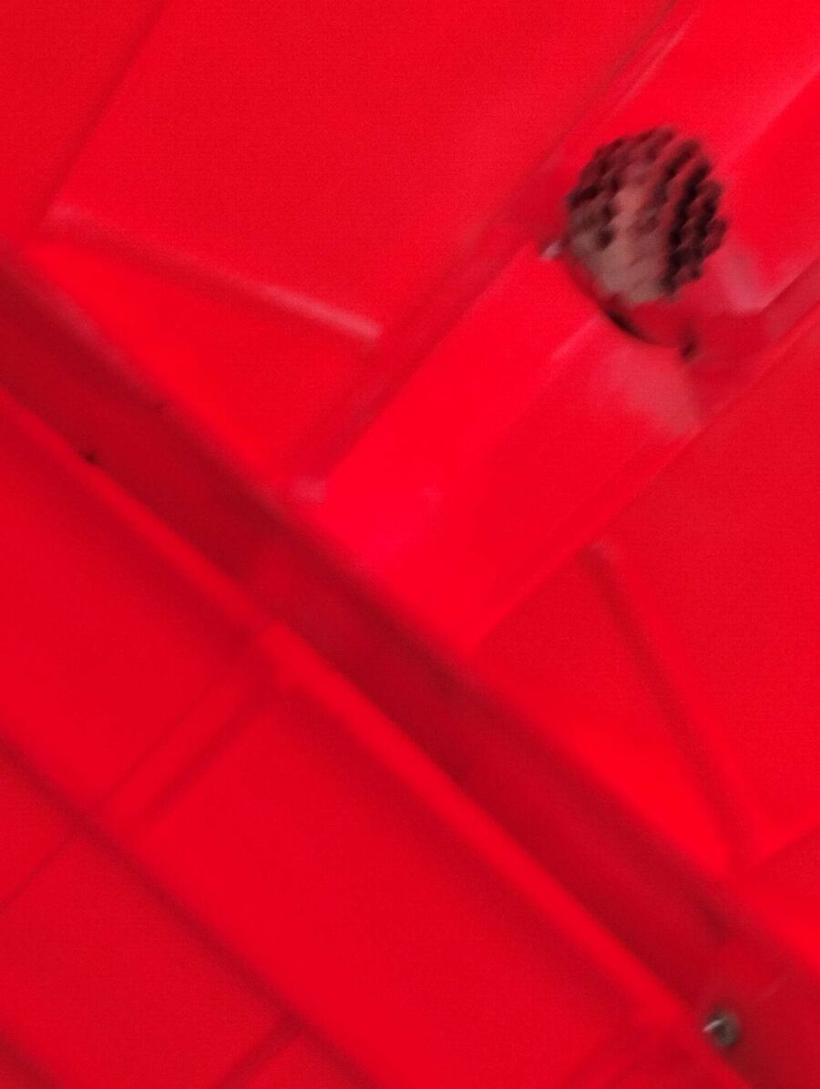 Relocate bees & remove bee nest