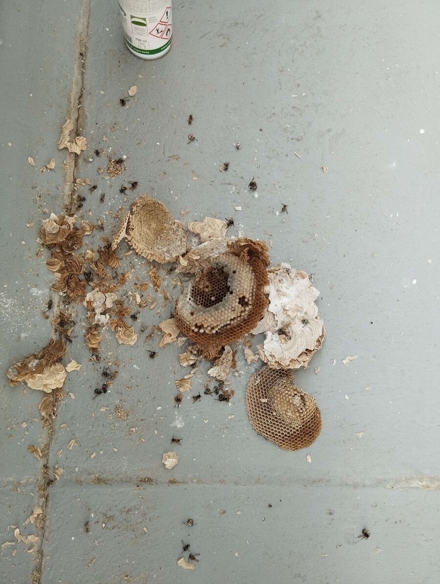 Bee nest at the house remove