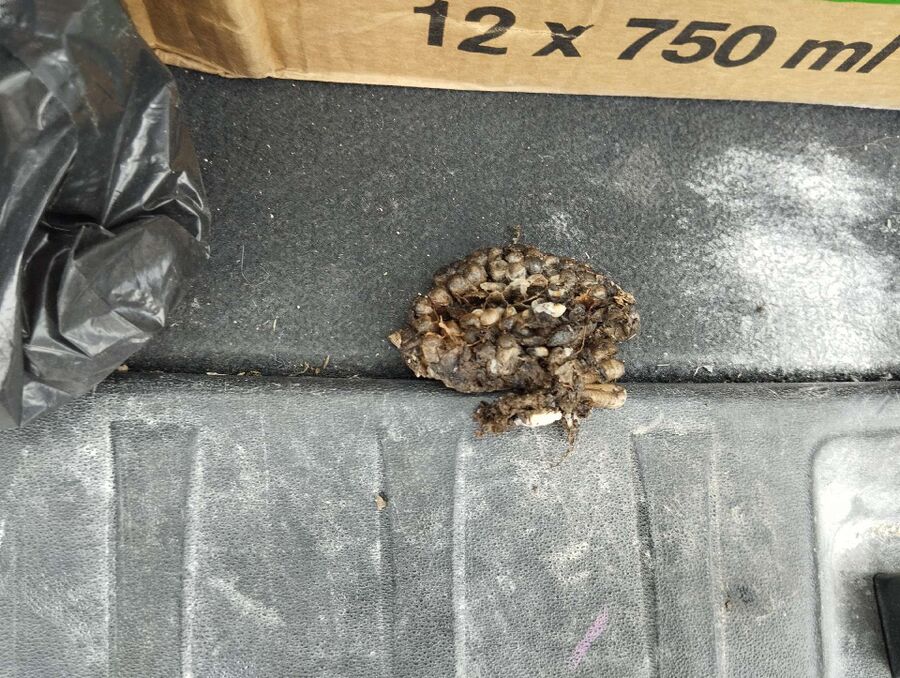 Relocate bees & remove bee nest