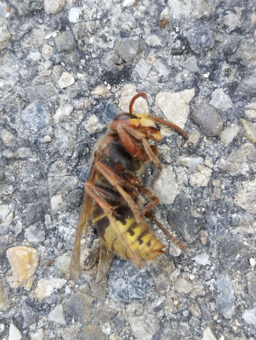 Bee nest at the house remove