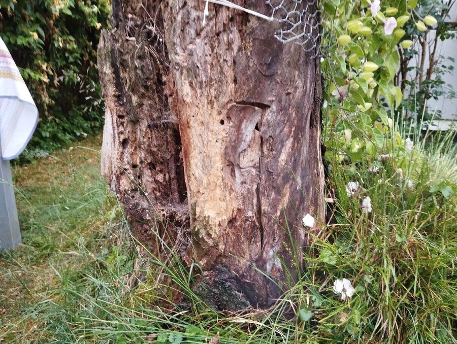 Relocate bees & remove bee nest